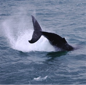 Hval i aksjon på Skjalfandi bukt på Island - Foto: albert