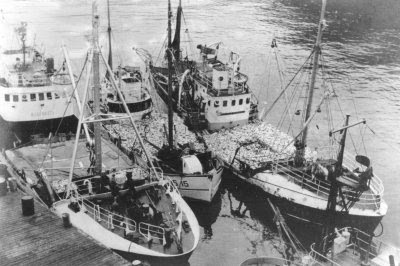 Sildebåter i Siglufjördur Island