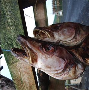 Tørket fisk og tørkede torskehoder