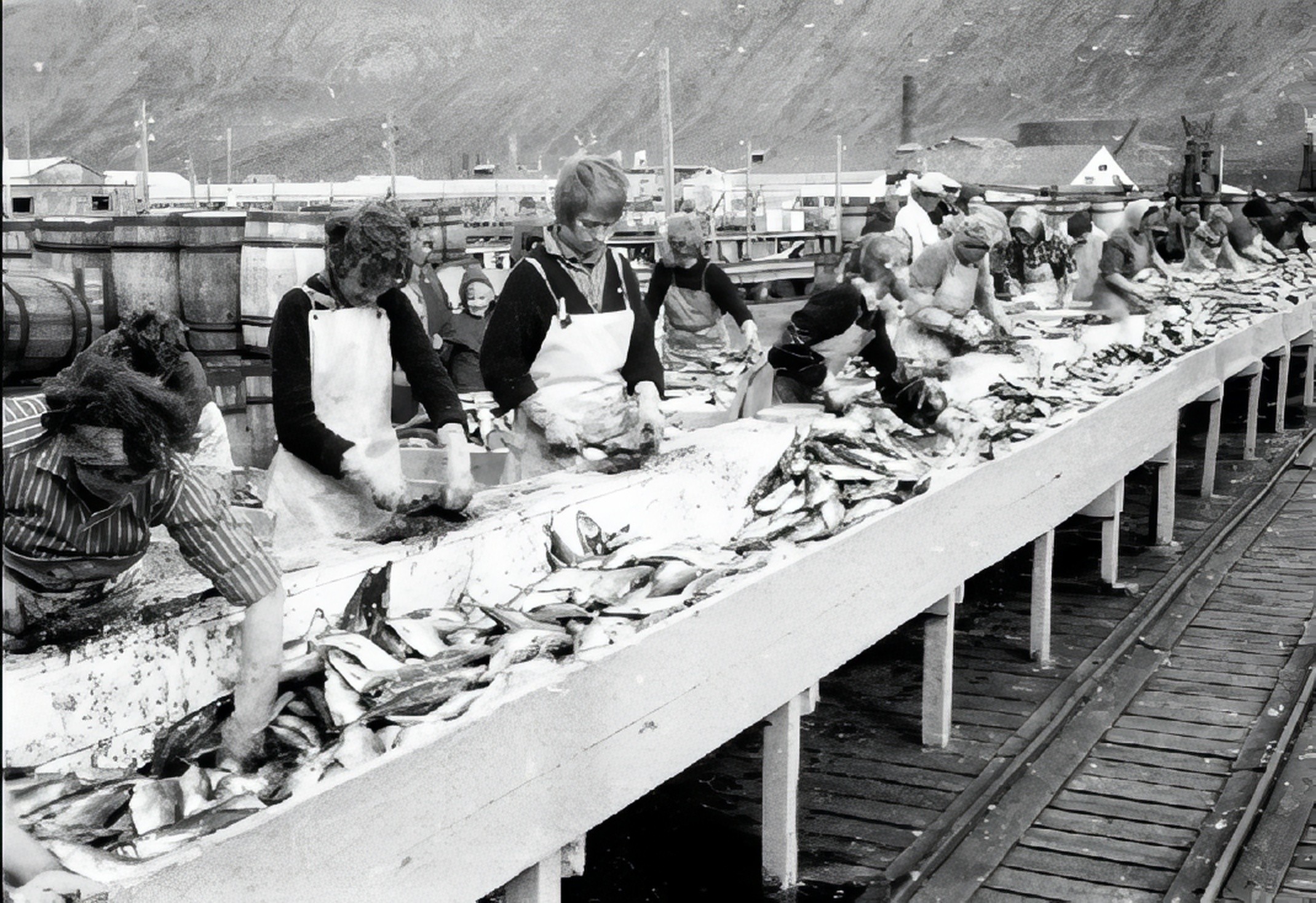 Silda kuttet og saltet på et salteri - Siglufjord